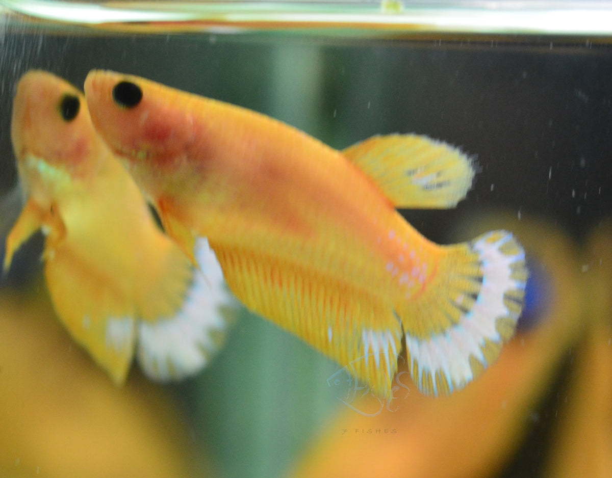 Yellow Hellboy HMPK Female