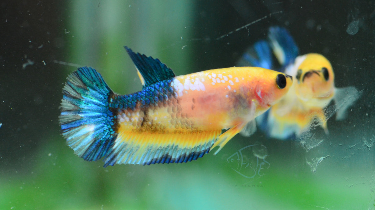 Yellow Hellboy HMPK Female
