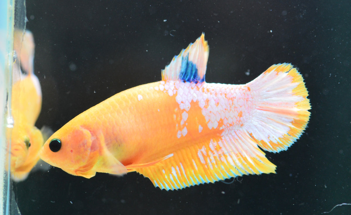 Yellow Hellboy HMPK Female