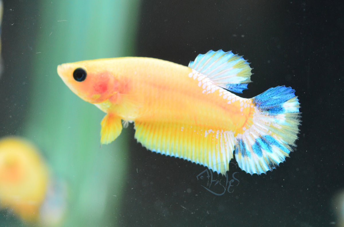 Yellow Hellboy HMPK Female