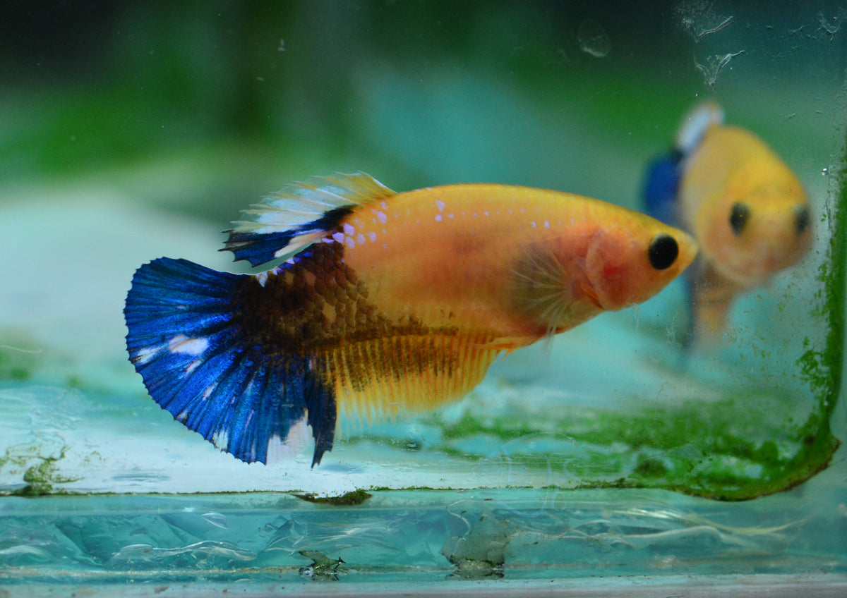 Yellow Hellboy HMPK Female