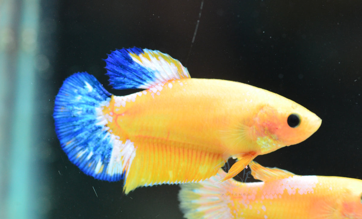 Yellow Hellboy Female