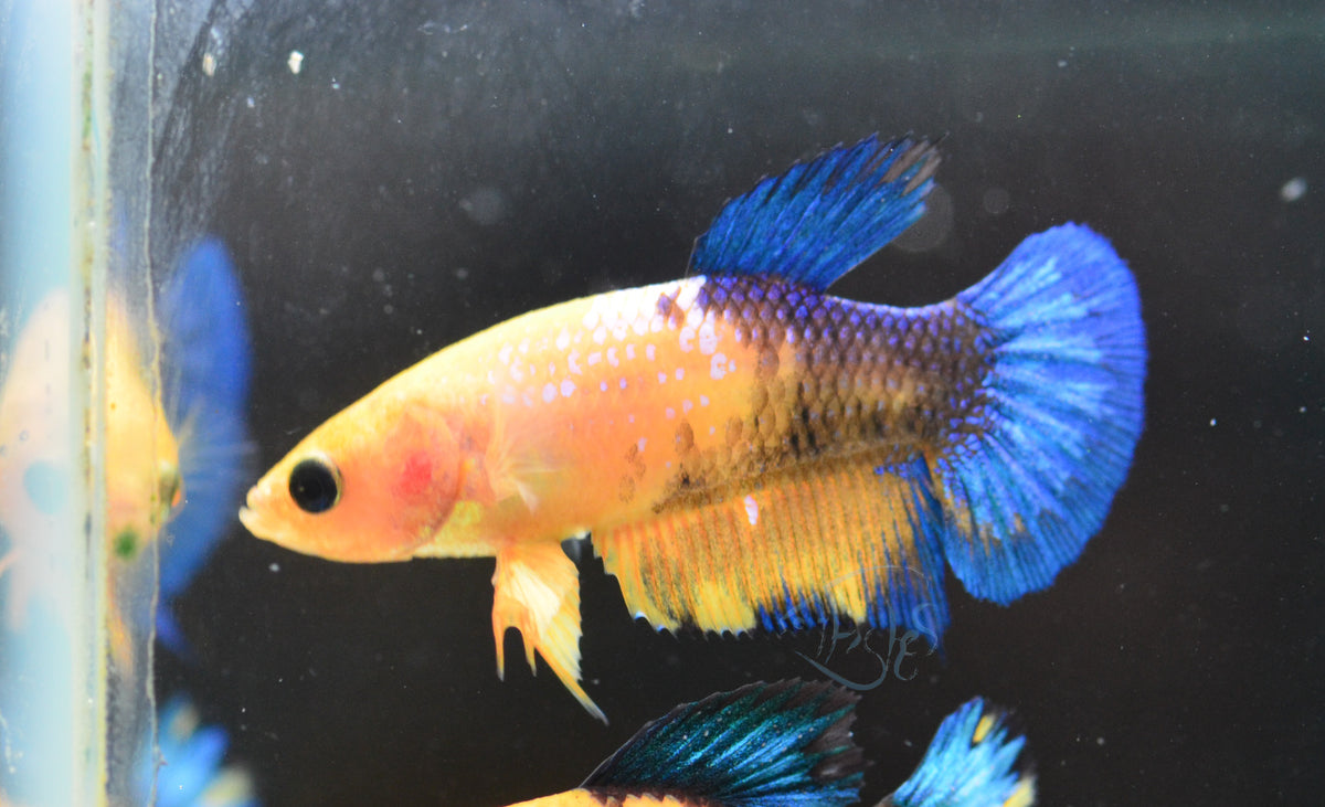 Yellow Hellboy HMPK Female