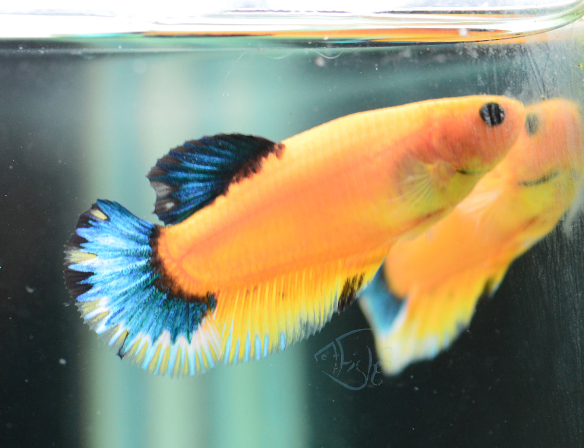 Yellow Hellboy HMPK Female