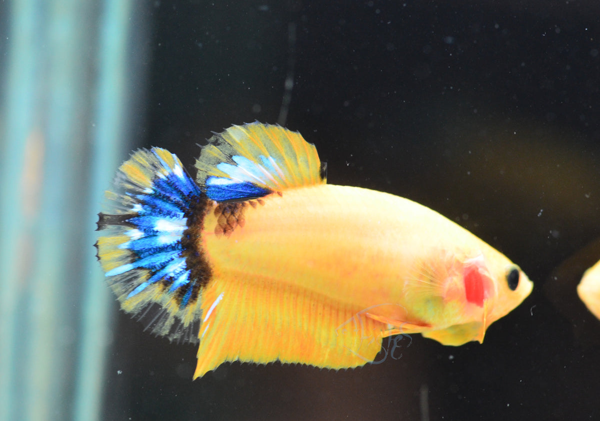 Yellow Hellboy HMPK Female