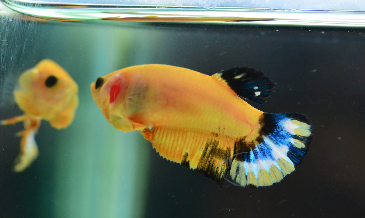 Yellow Hellboy HMPK Female