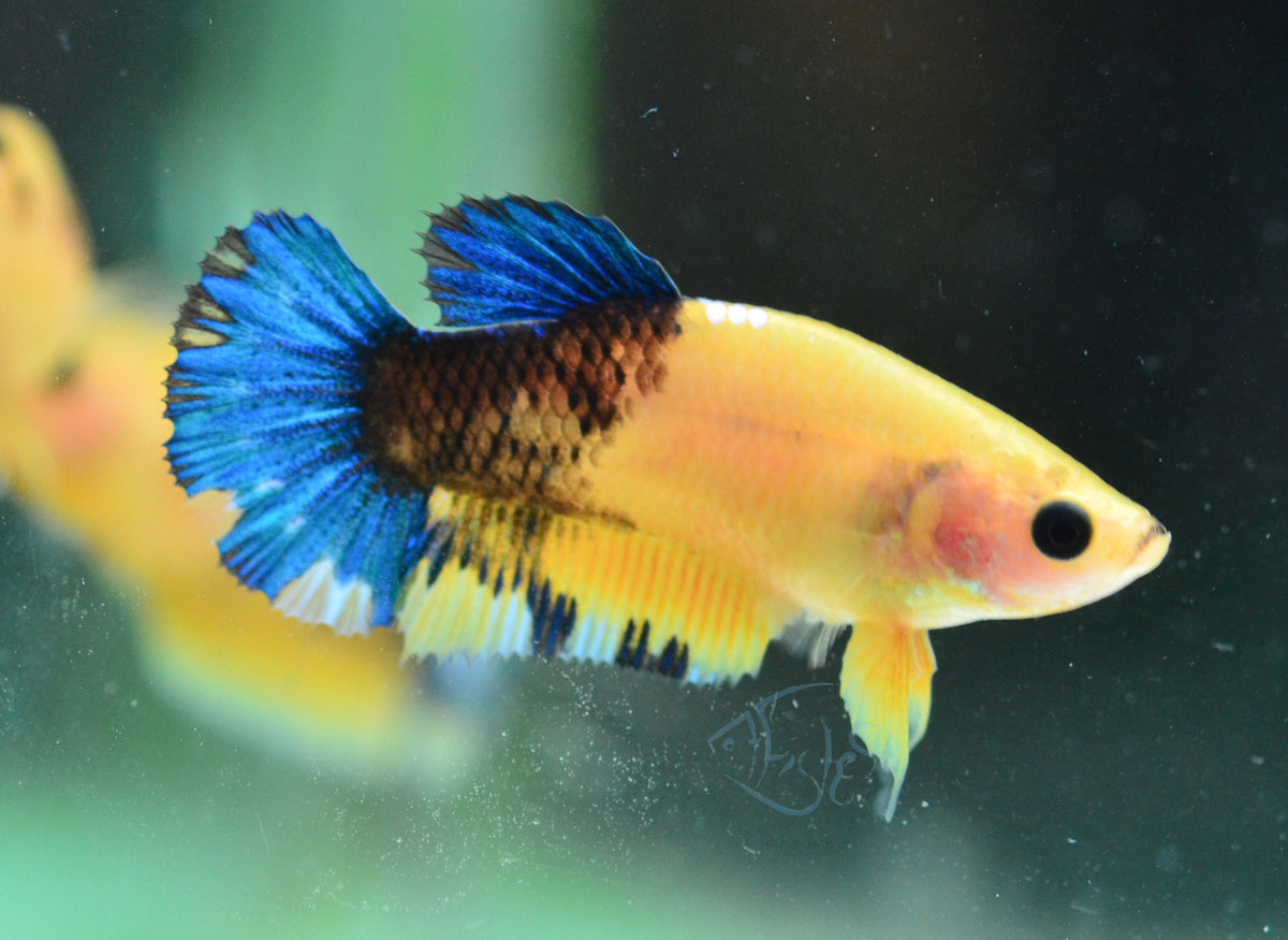 Yellow Hellboy HMPK Female