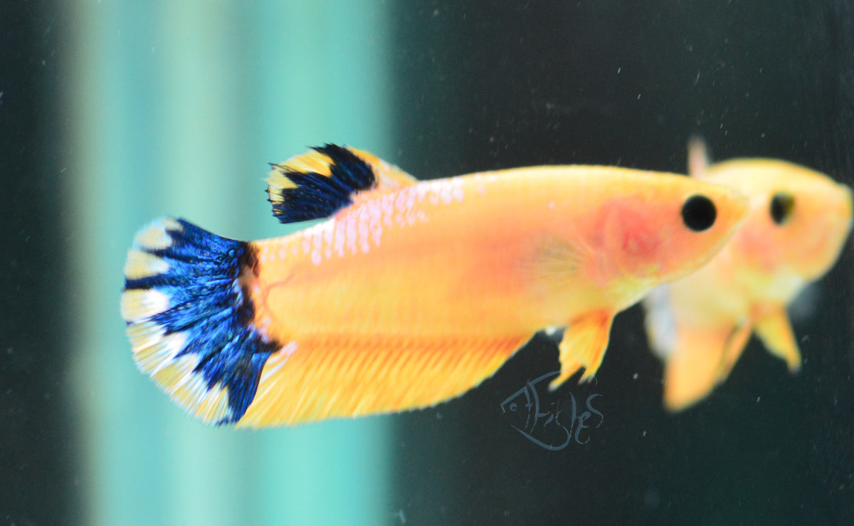 Yellow Hellboy HMPK Female