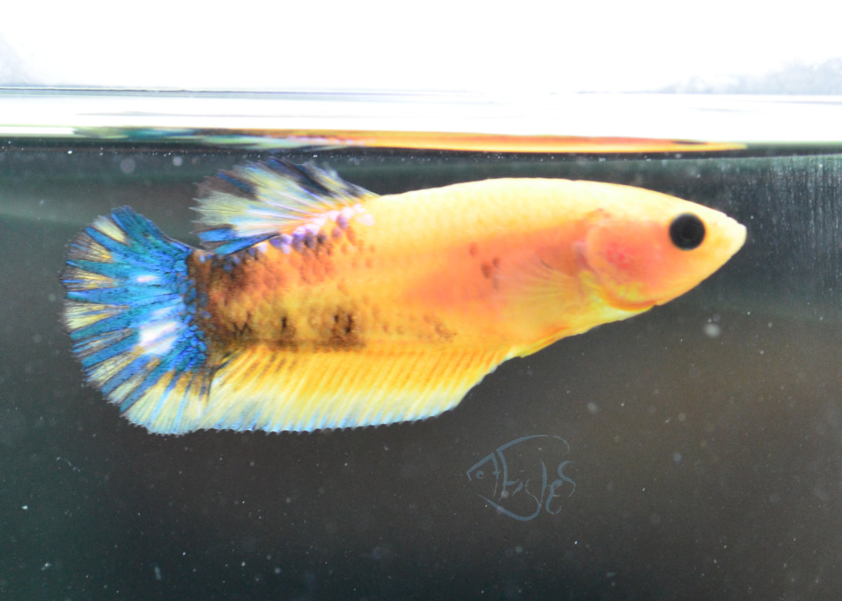 Yellow Hellboy HMPK Female