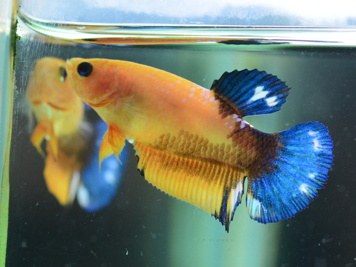 Yellow Hellboy HMPK Female