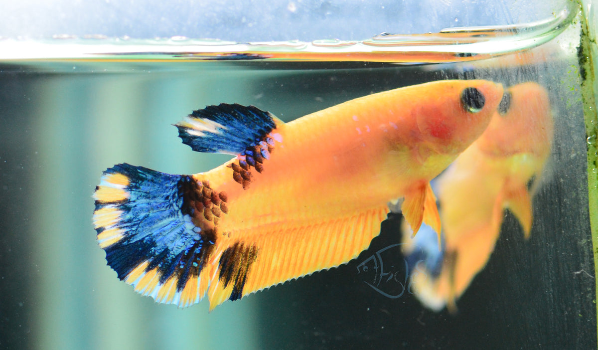 Yellow Hellboy Female