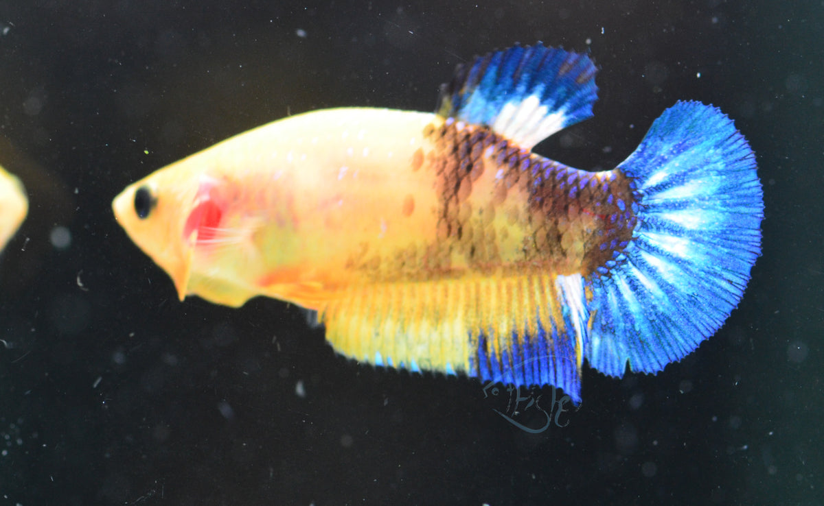 Yellow Hellboy HMPK Female