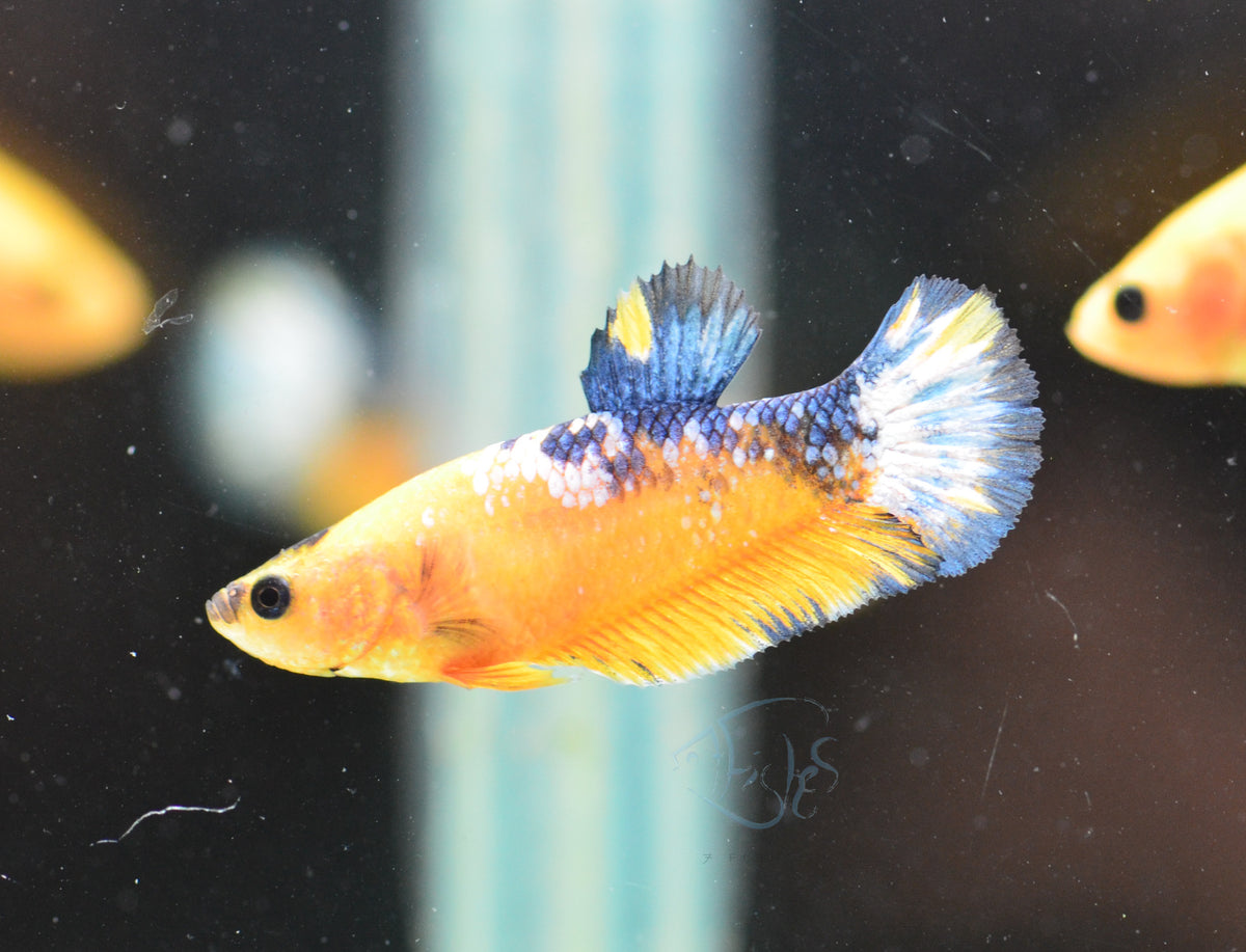 Yellow Hellboy HMPK Female