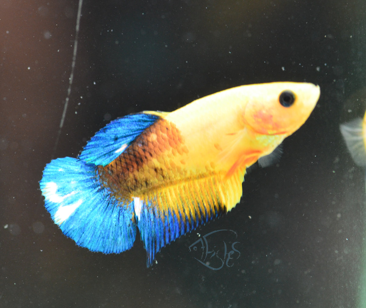 Yellow Hellboy HMPK Female
