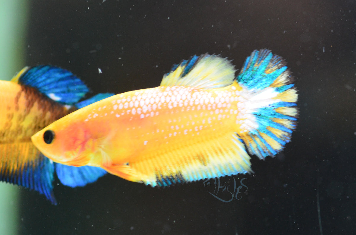 Yellow Hellboy HMPK Female