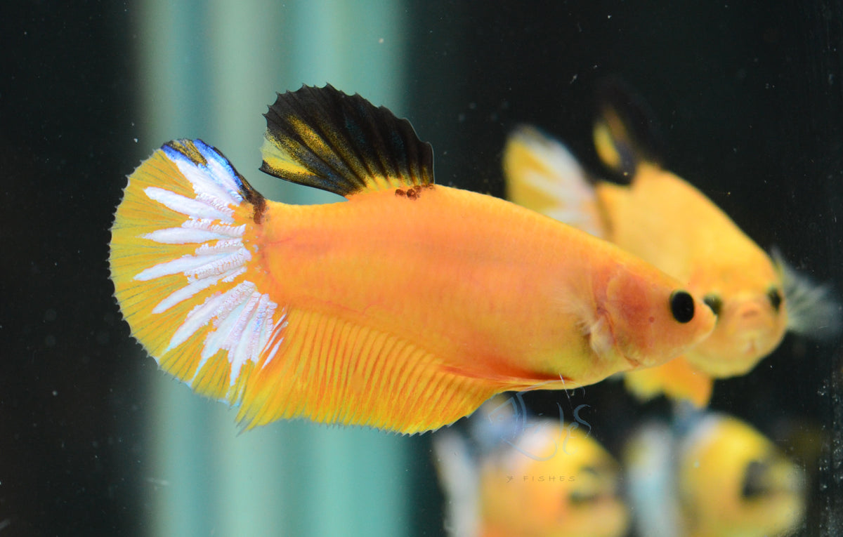Yellow Hellboy HMPK Female