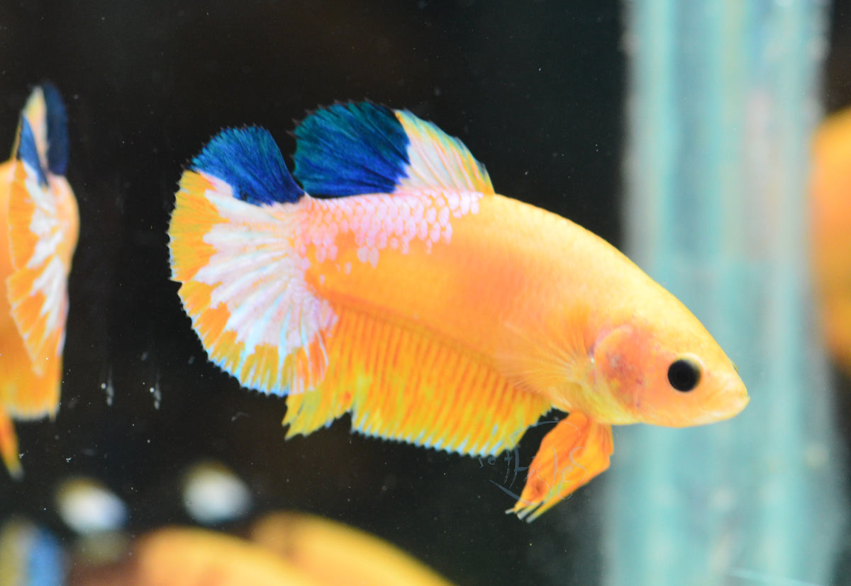 Yellow Hellboy HMPK Female