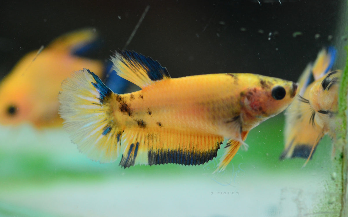 Yellow Hellboy HMPK Female
