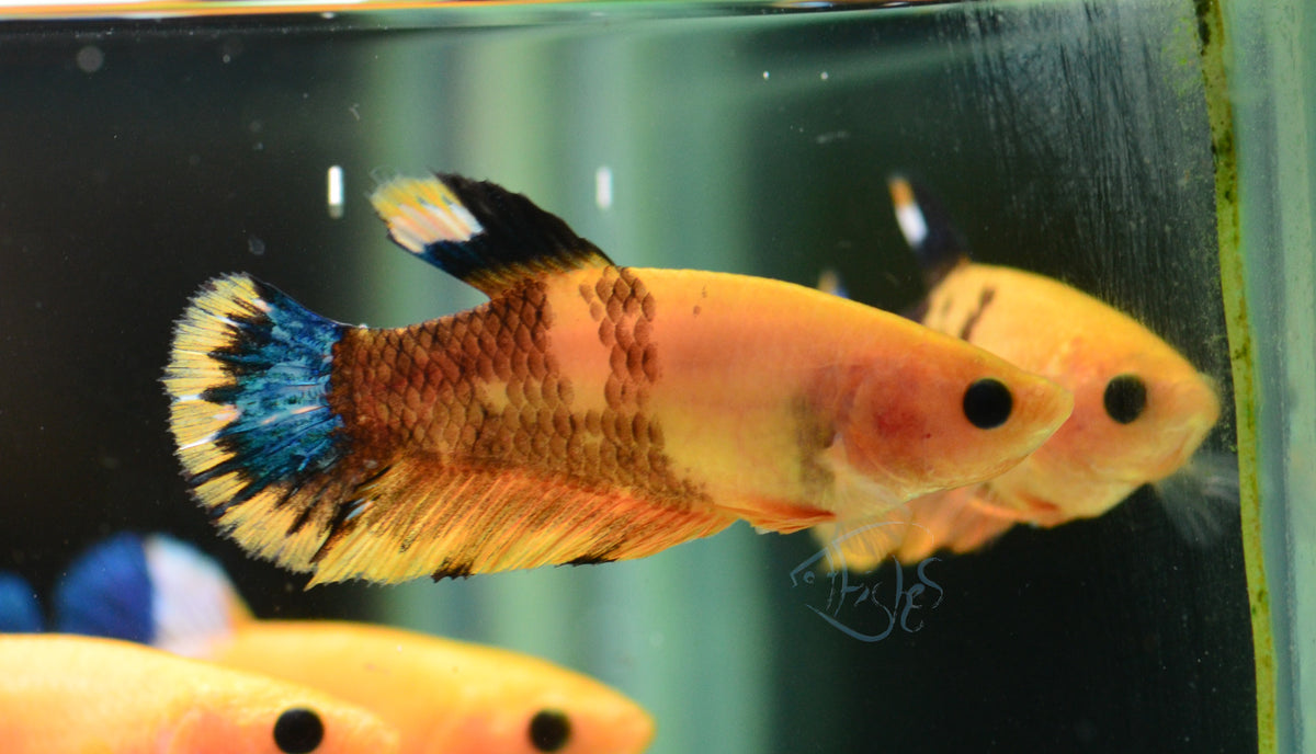 Yellow Hellboy HMPK Female