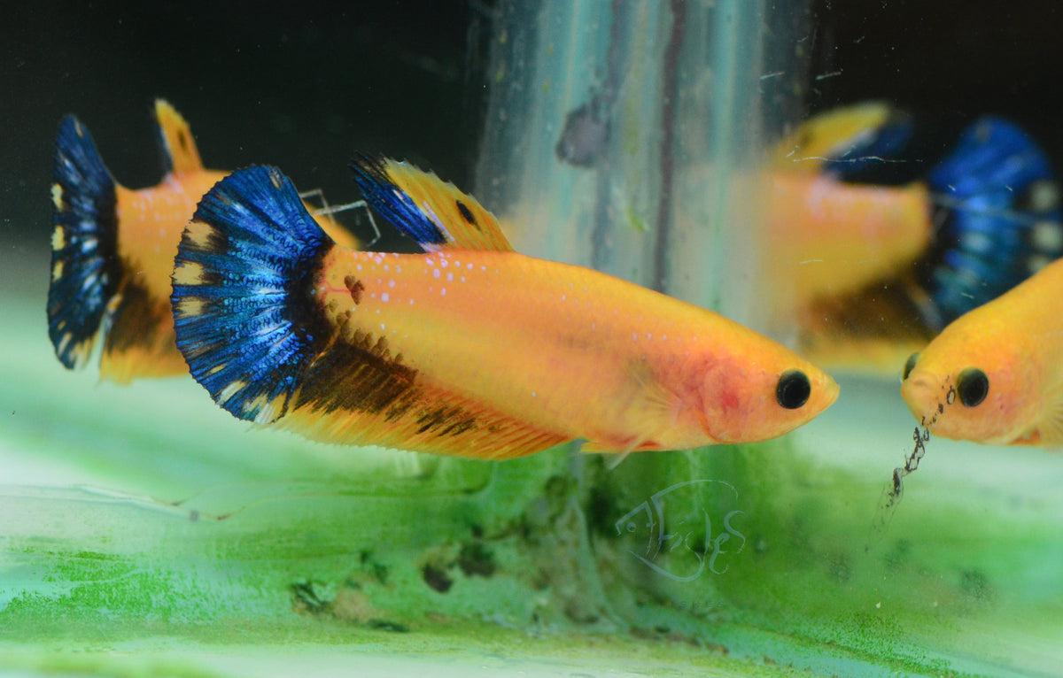 Yellow Hellboy HMPK Female