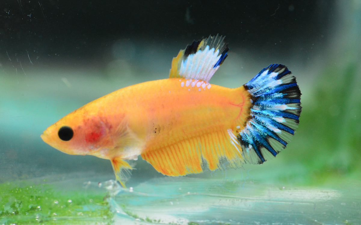 Yellow Hellboy Female
