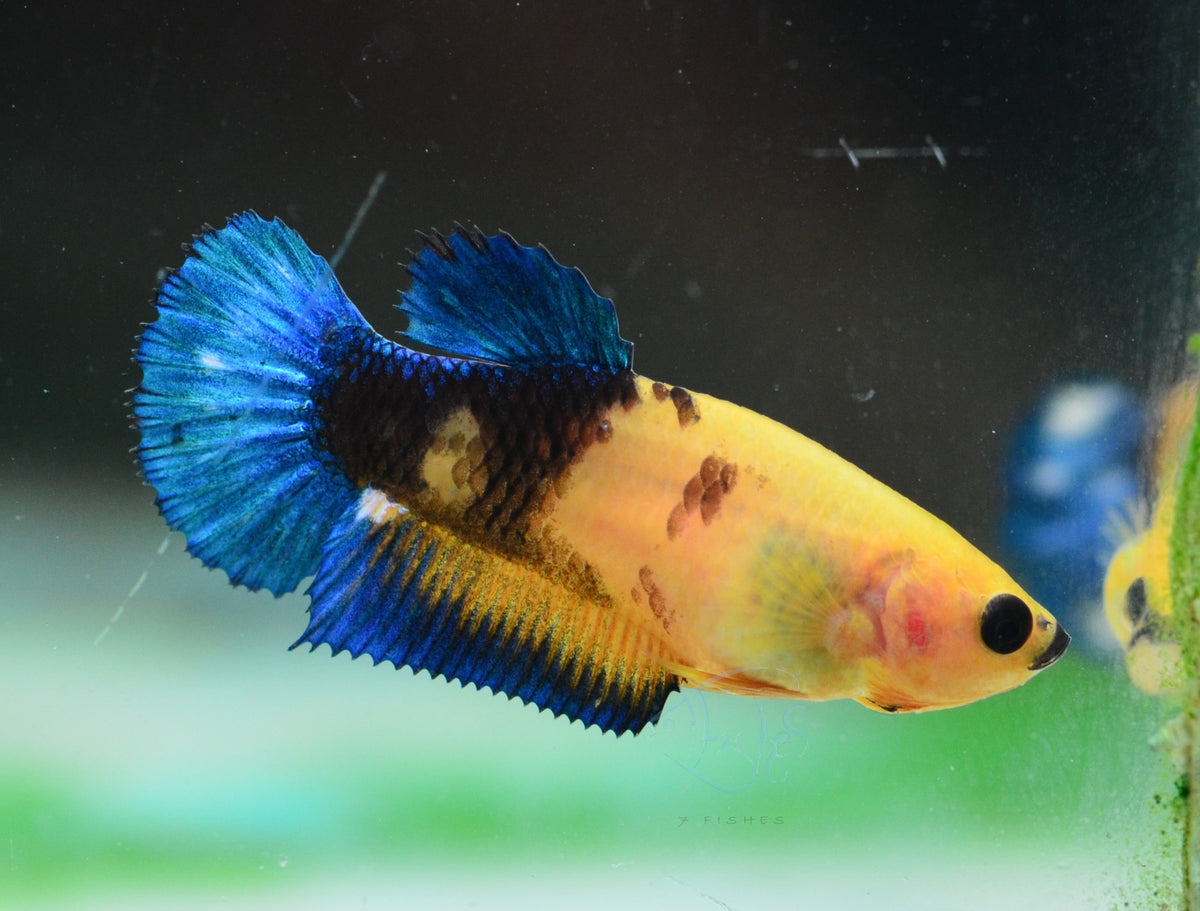 Yellow Hellboy HMPK Female
