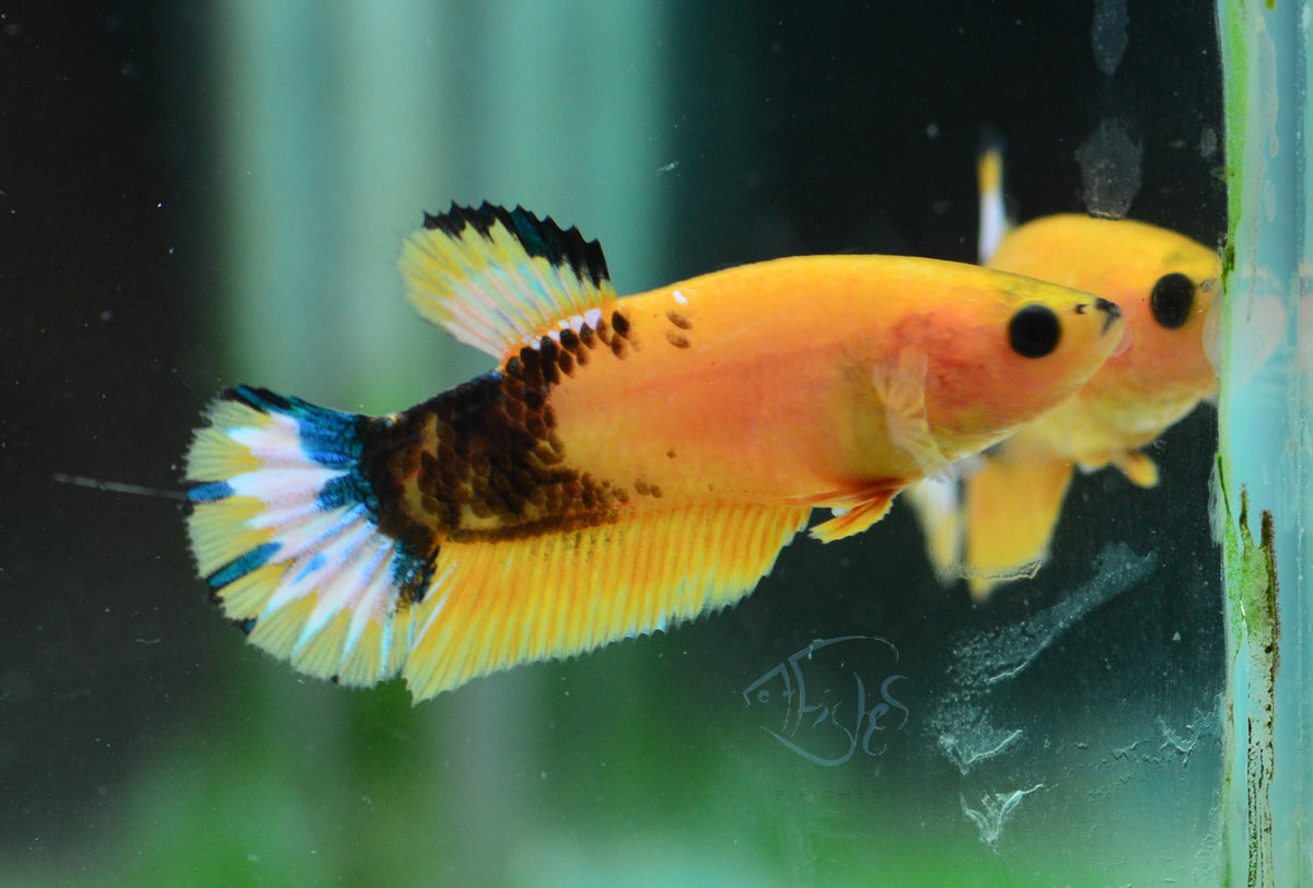 Yellow Hellboy HMPK Female