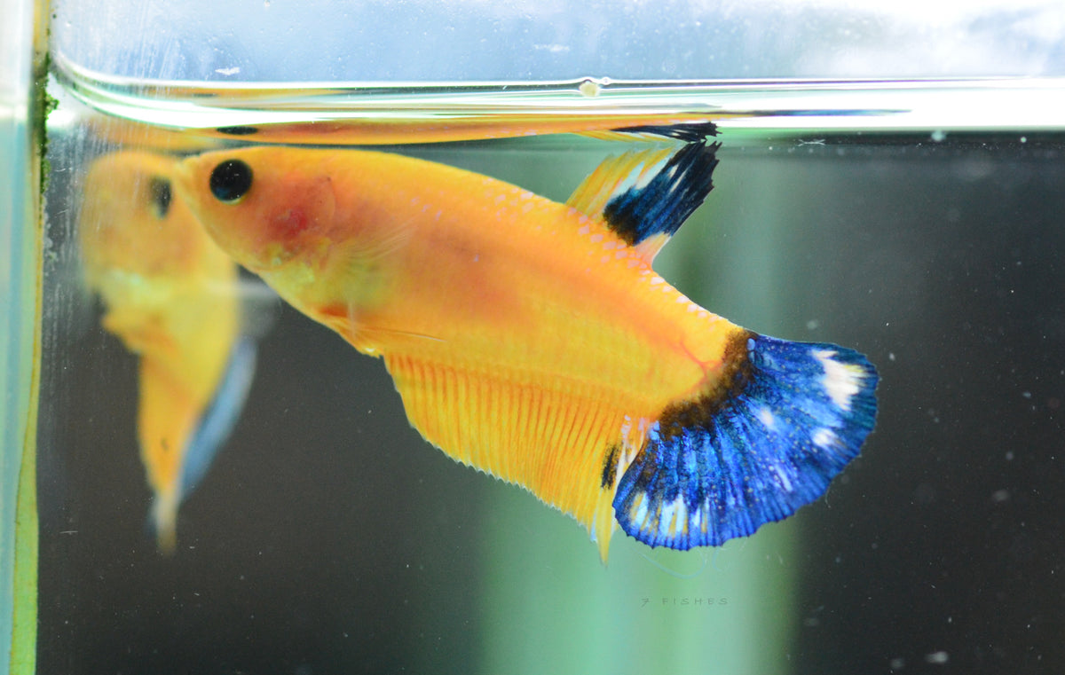 Yellow Hellboy HMPK Female