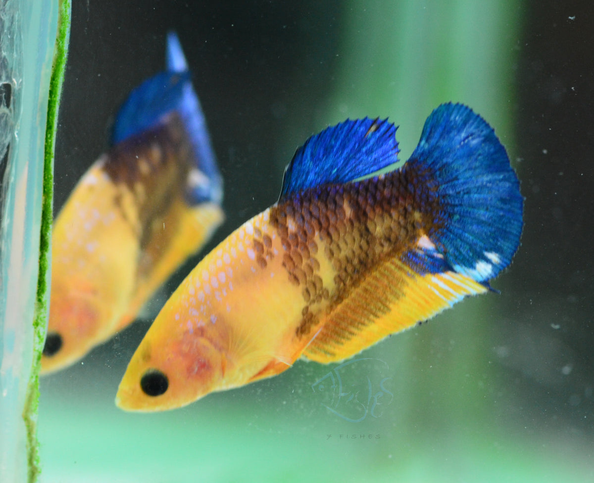 Yellow Hellboy HMPK Female