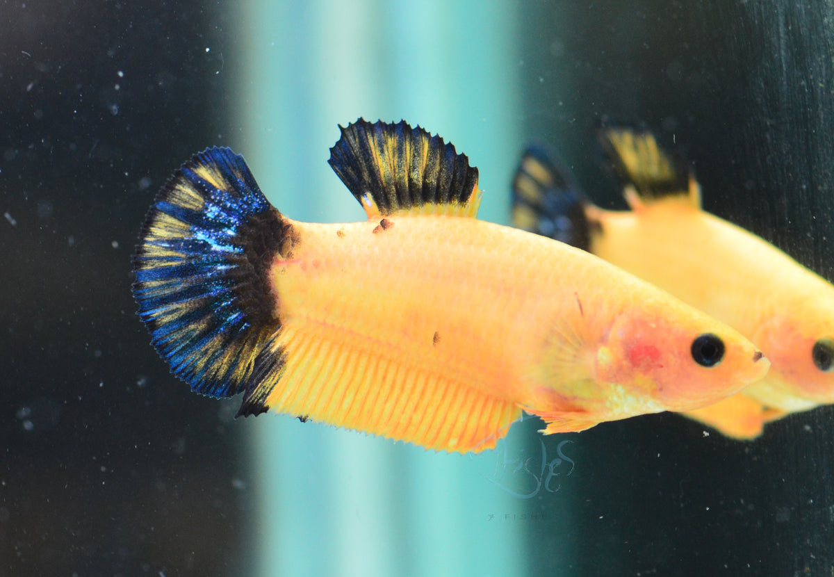 Yellow Hellboy HMPK Female