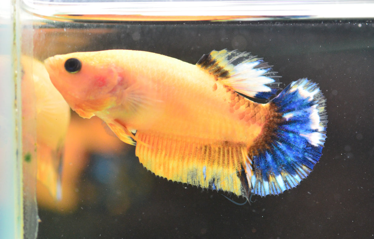 Yellow Hellboy HMPK Female