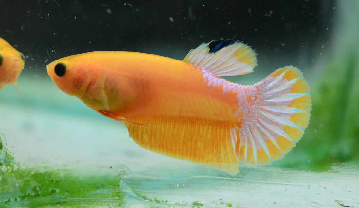 Yellow Hellboy HMPK Female
