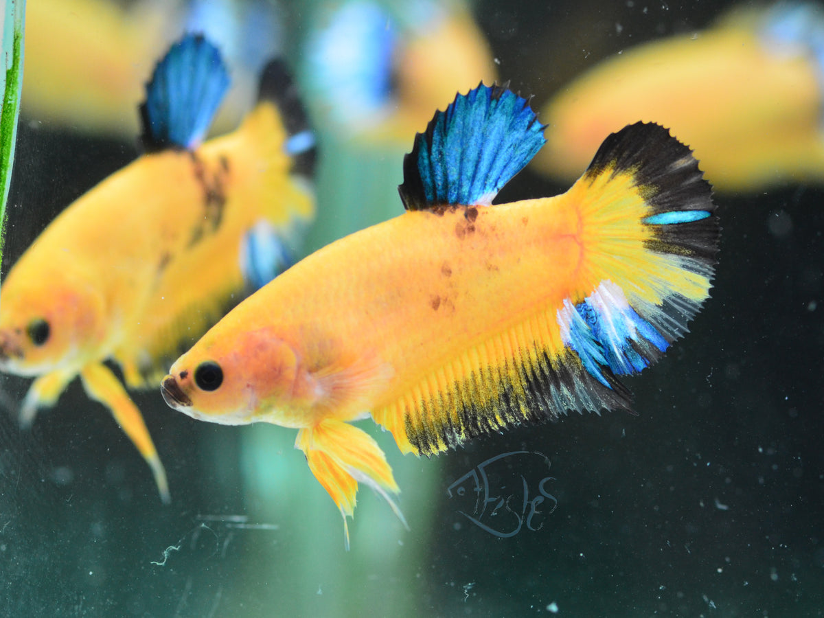 Yellow Hellboy HMPK Female