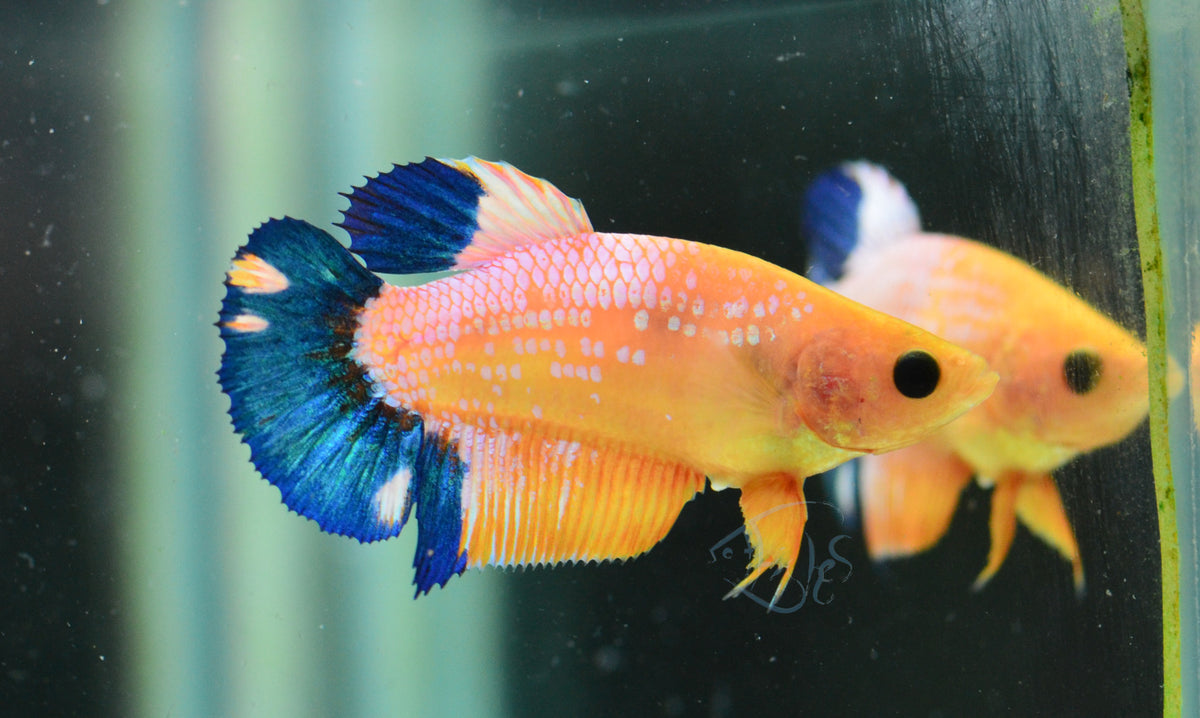 Yellow Hellboy HMPK Female