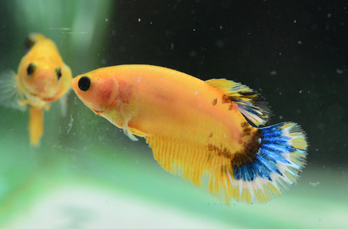 Yellow Hellboy HMPK Female