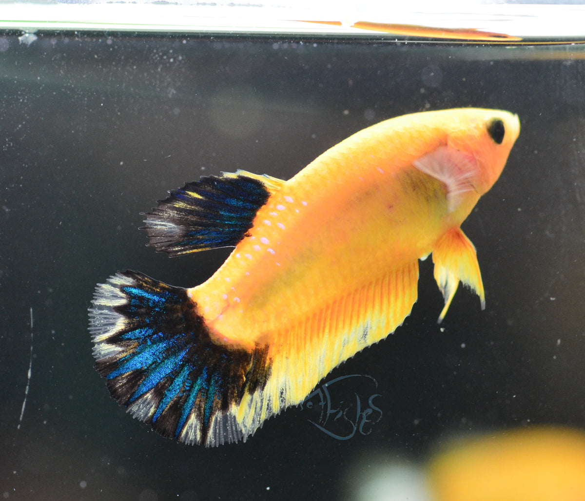 Yellow Hellboy HMPK Female