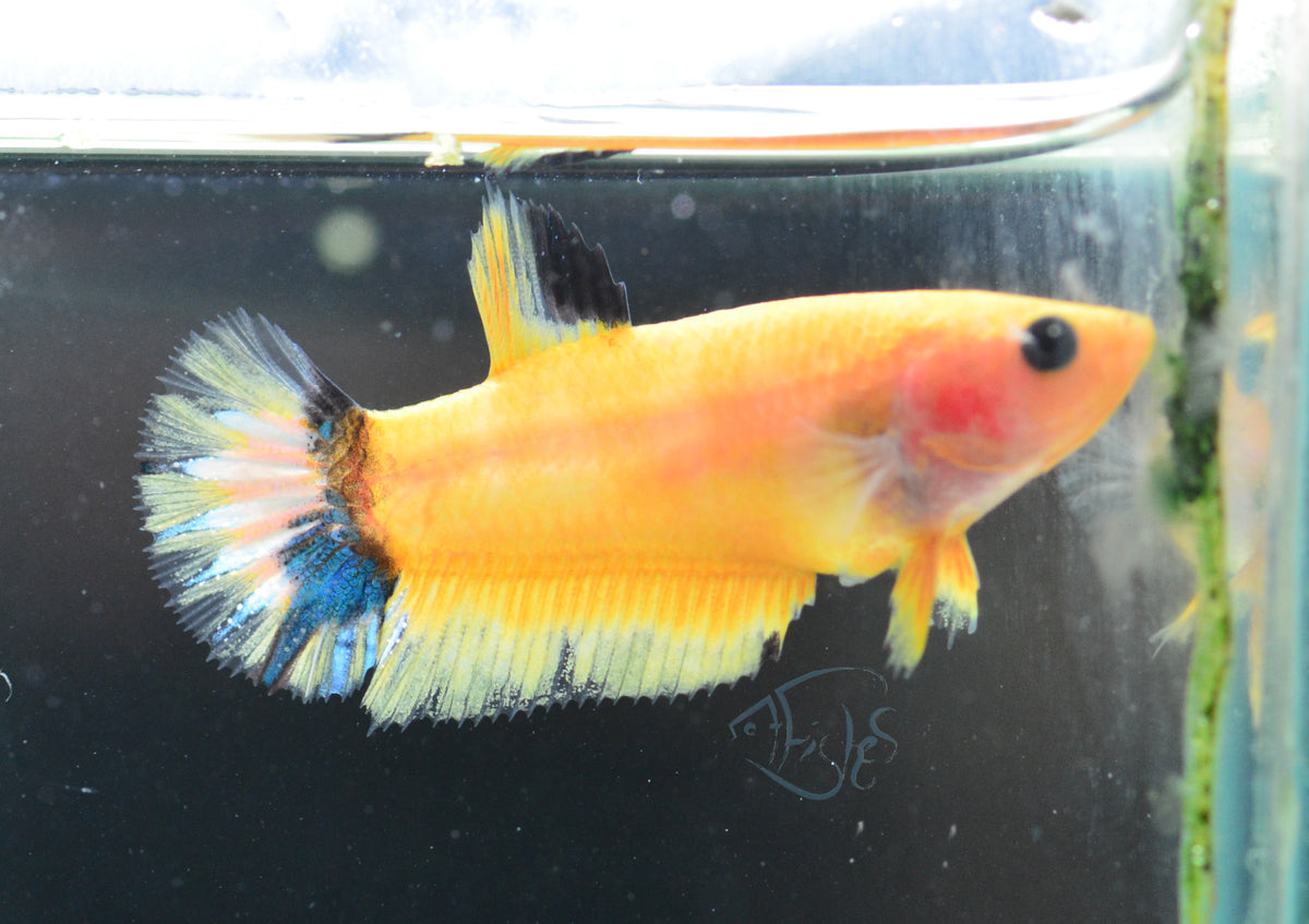Yellow Hellboy HMPK Female