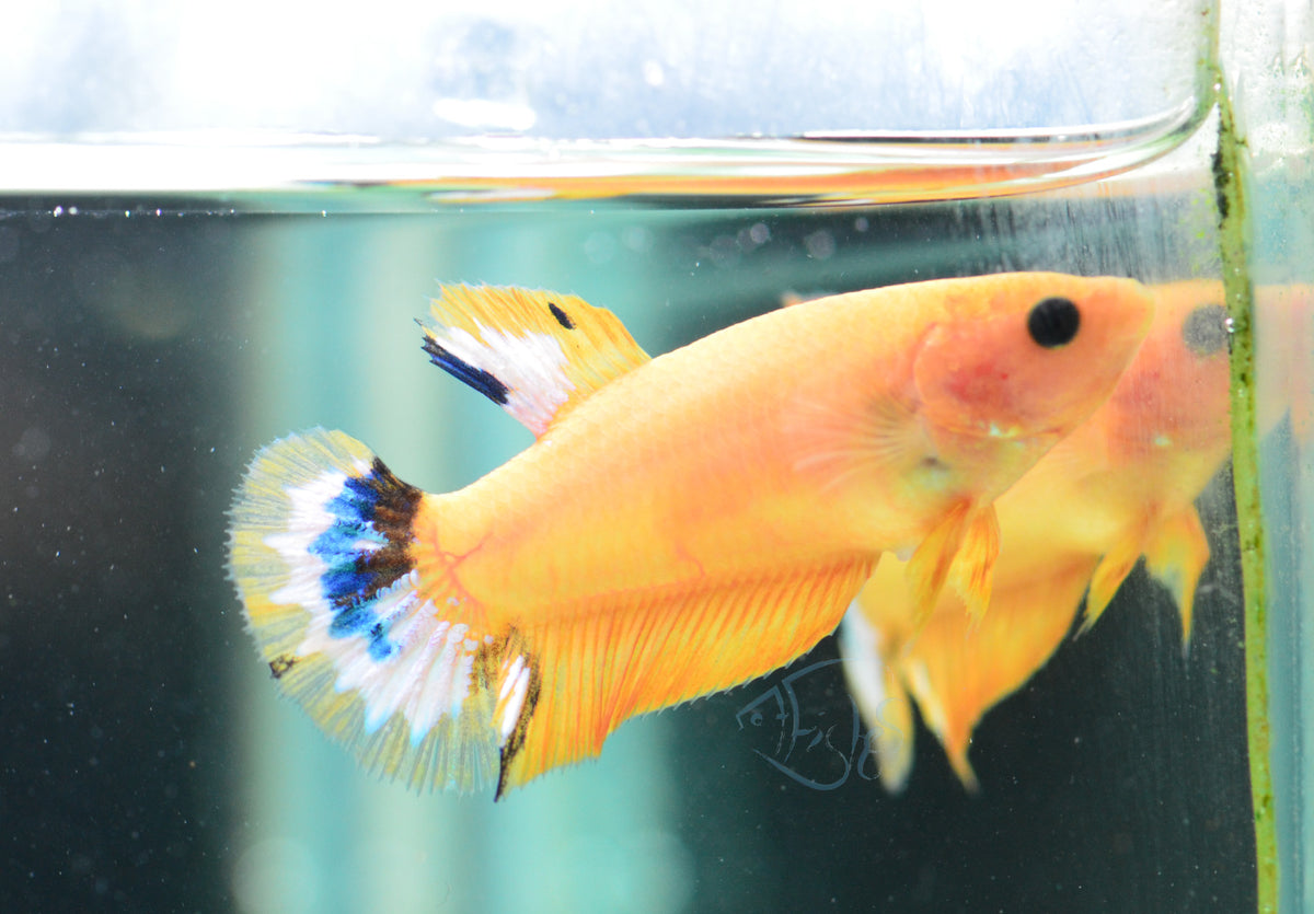 Yellow Hellboy HMPK Female