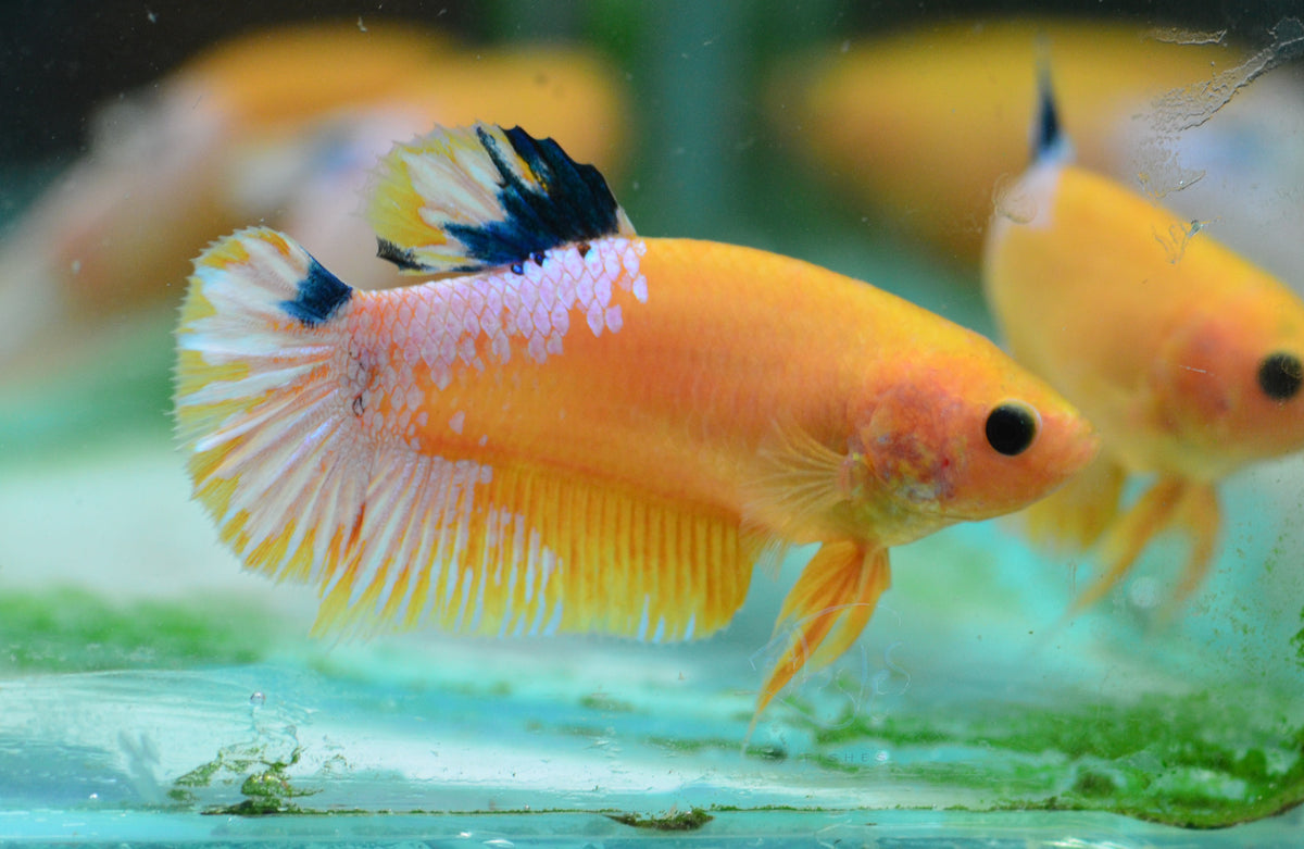 Yellow Hellboy HMPK Female