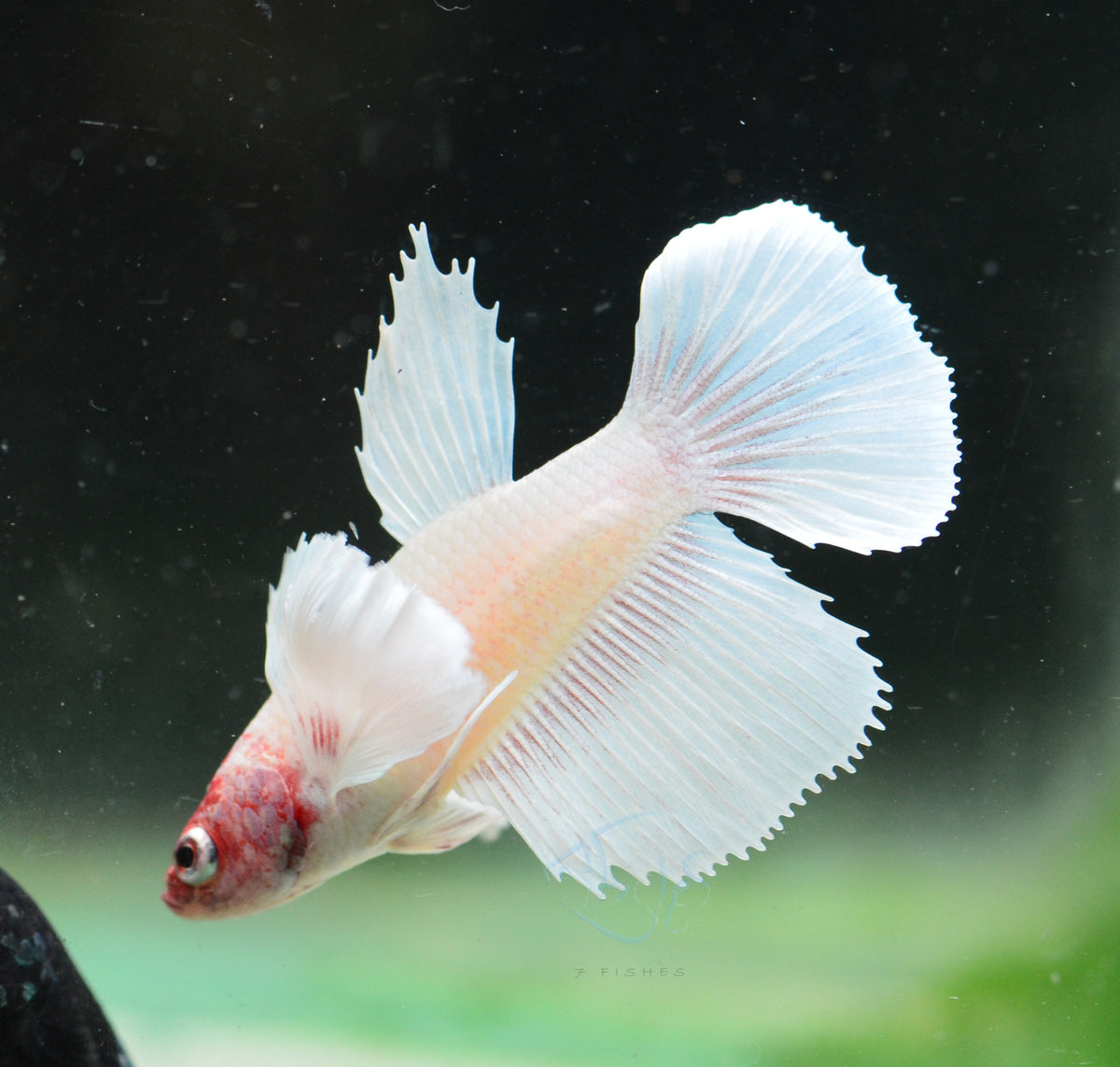 Pink Pastel Dumbo Delta-tail Female
