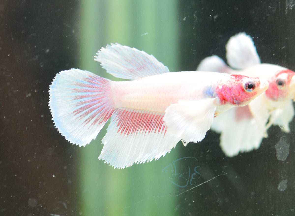 Pink Pastel Dumbo Delta-tail Female