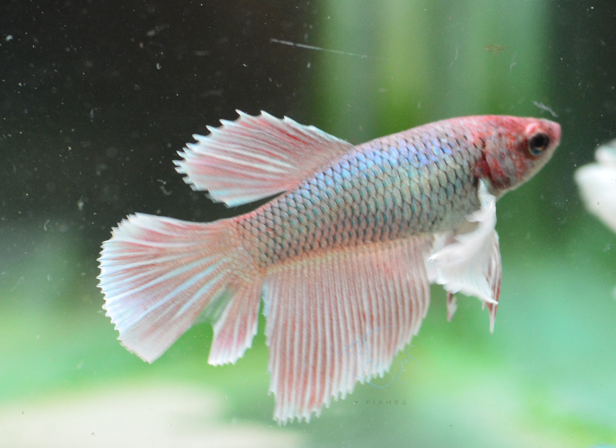 Lavender Dumbo Delta-tail Female