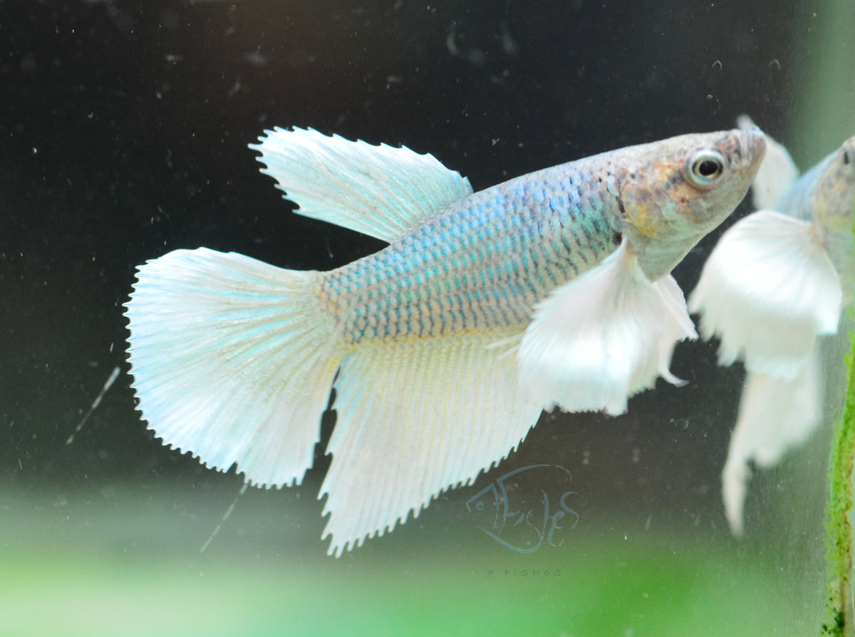 Pineapple Dumbo Delta-tail Female
