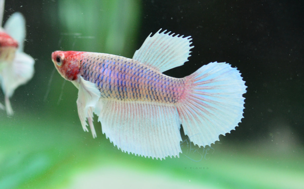 Lavender Dumbo Delta-tail Female