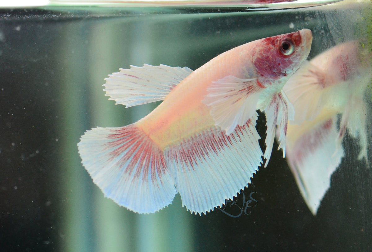 Pink Pastel Dumbo Delta-tail Female