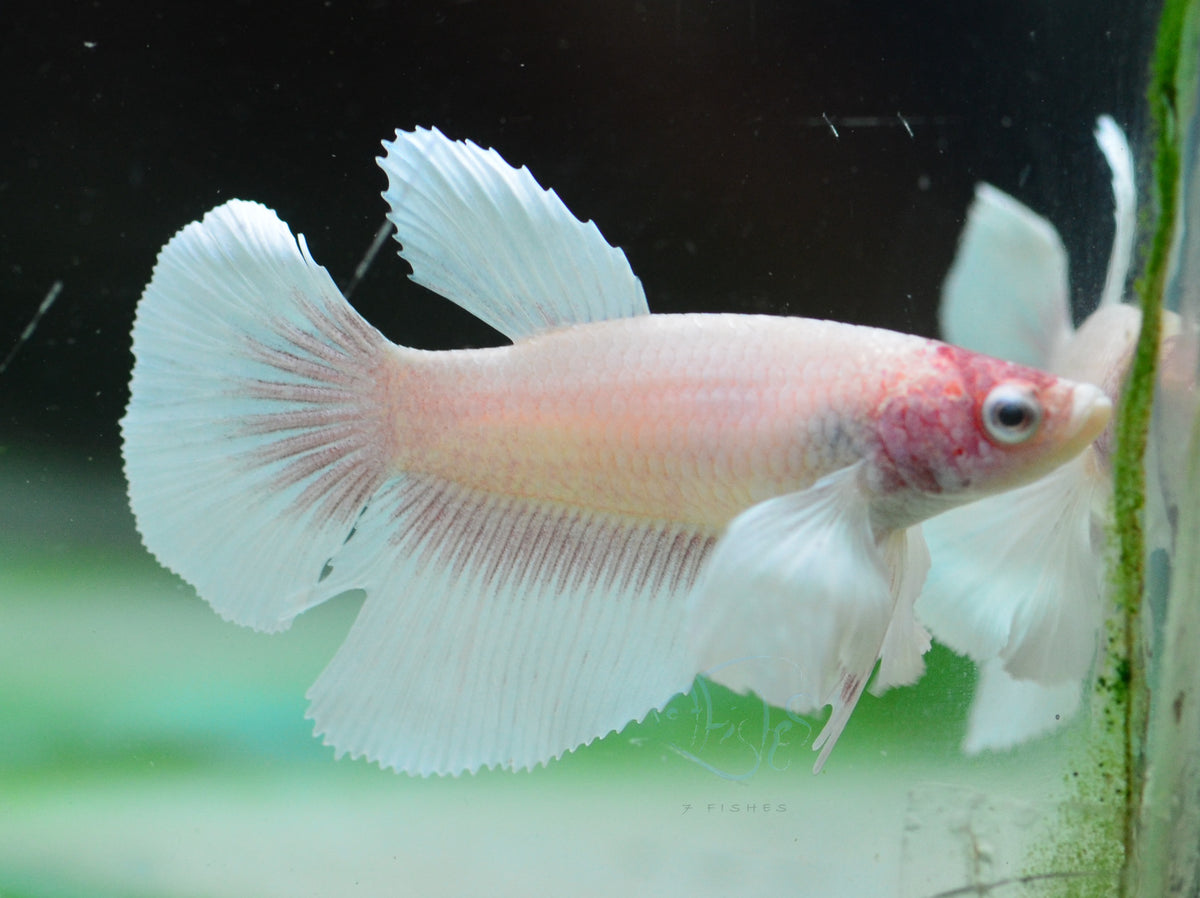 Pink Pastel Dumbo Delta-tail Female