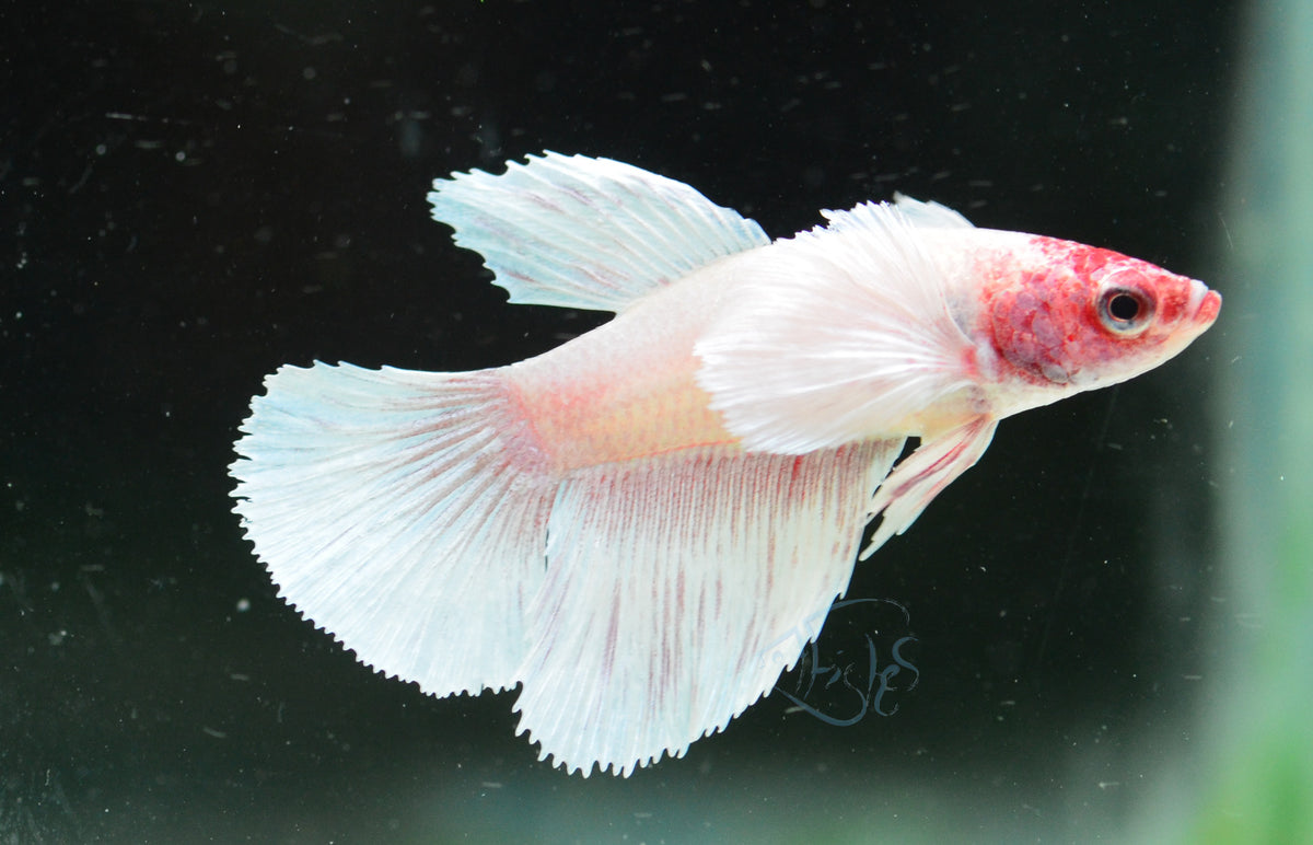 Pastel Pink Dumbo Delta-tail Female