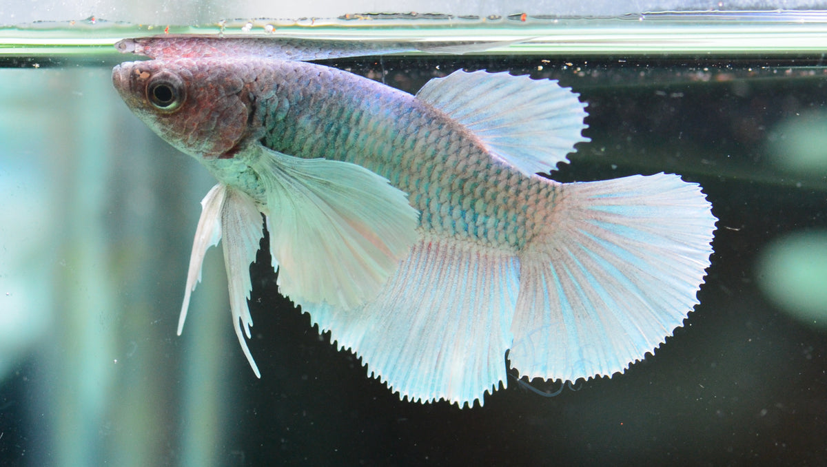 Lavender Dumbo Delta-tail Female