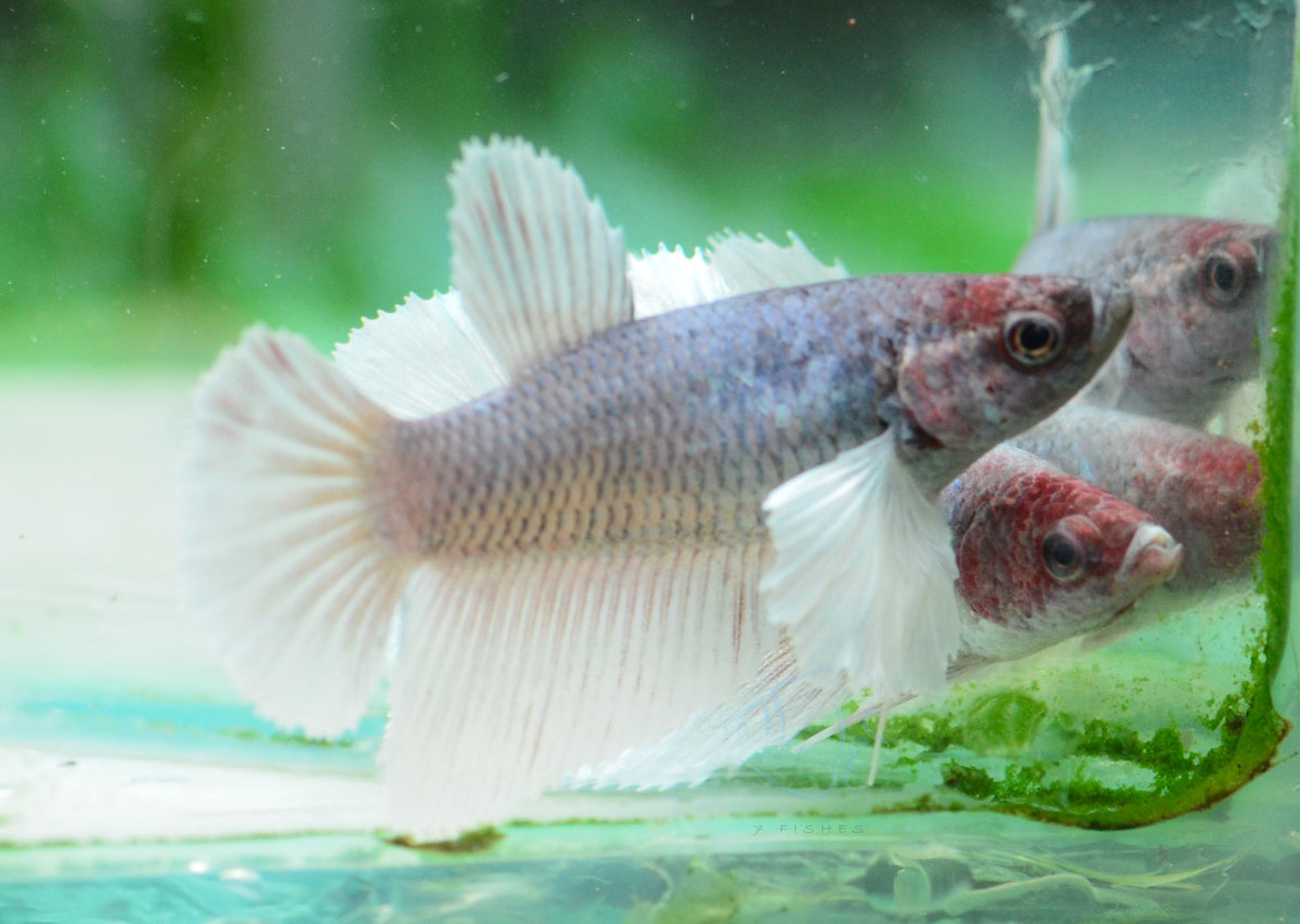 Lavender Dumbo Delta-tail Female