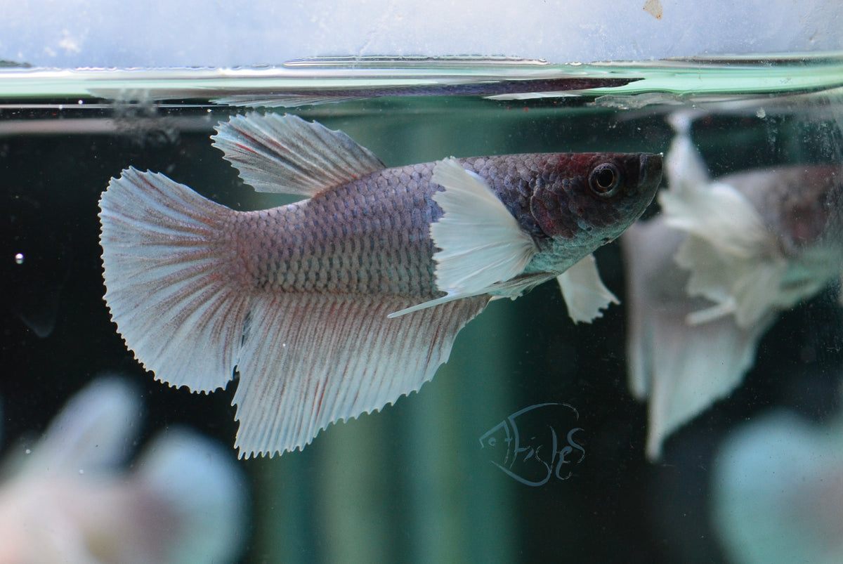 Lavender Dumbo Delta-tail Female